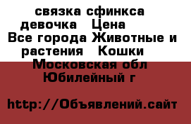 связка сфинкса. девочка › Цена ­ 500 - Все города Животные и растения » Кошки   . Московская обл.,Юбилейный г.